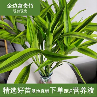 金边富贵竹带根大叶水培绿植易养活办公室卧室客厅茶几办公桌花卉