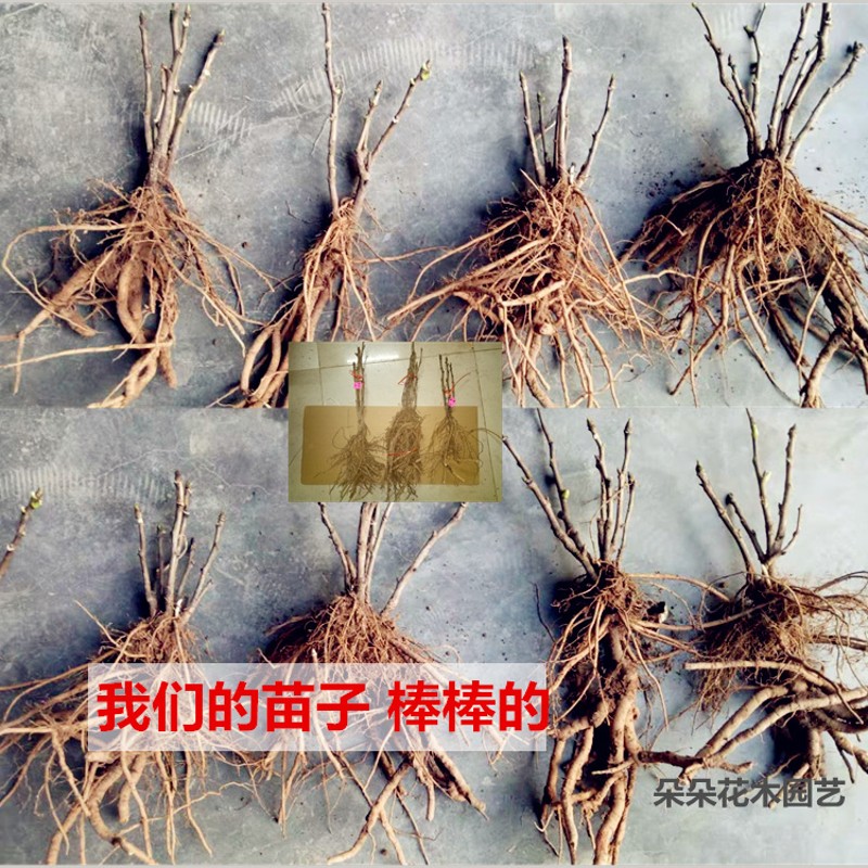 琼台玉露绿幕隐玉牡丹苗菏泽朵朵I牡丹绿色对版正宗重瓣花苗阳台
