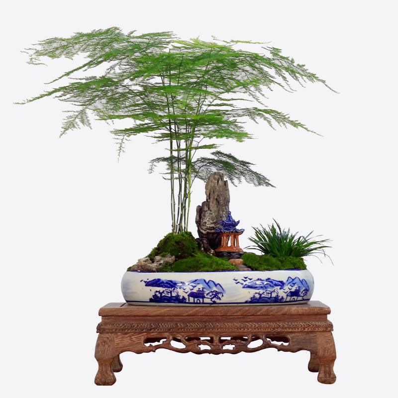 大文竹盆栽假山造型盆景植物室内客厅办公桌花卉绿植四季常青苗