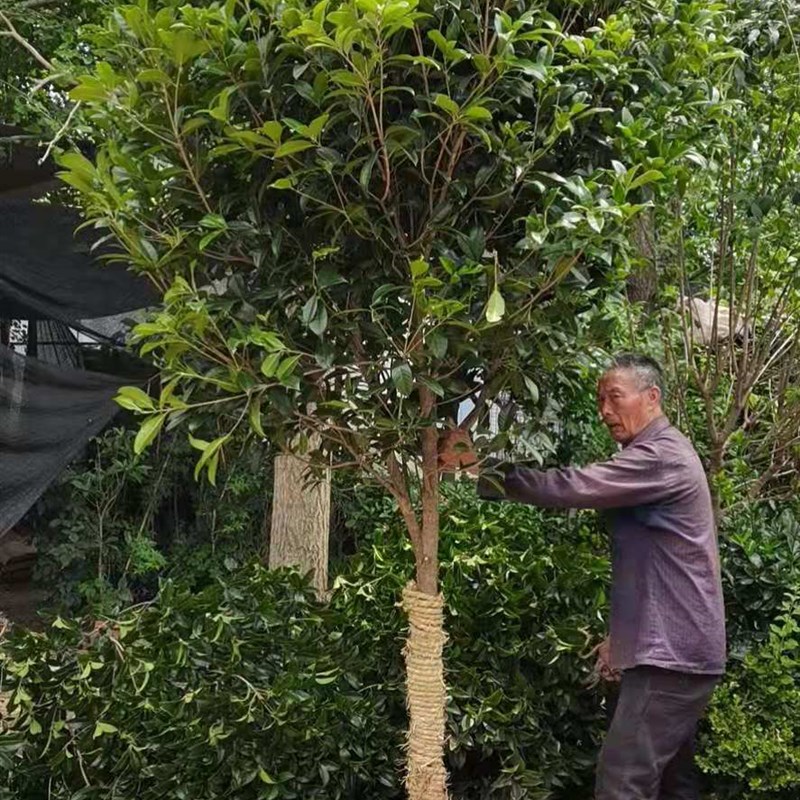 桂花树苗桂花树苗桂大型花卉八月庭院原生高杆金桂丹桂沉香桂地盆