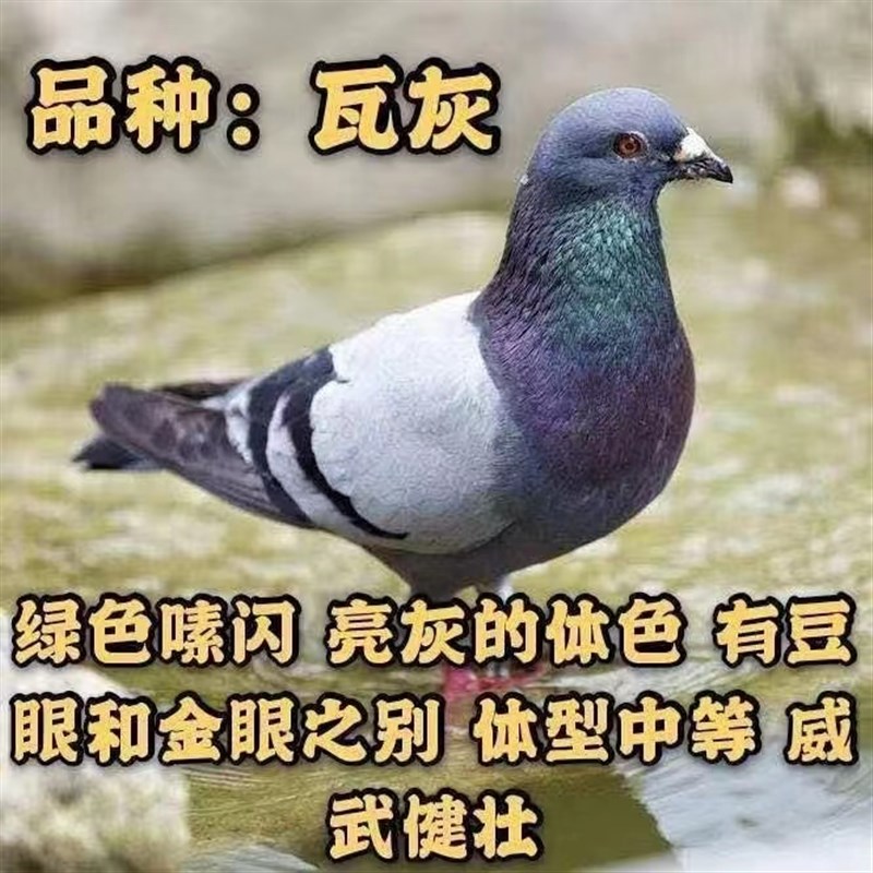 鸽子活物一对种鸽子活体肉鸽家养信鸽雨点青年鸽活鸽子银王白鸽子