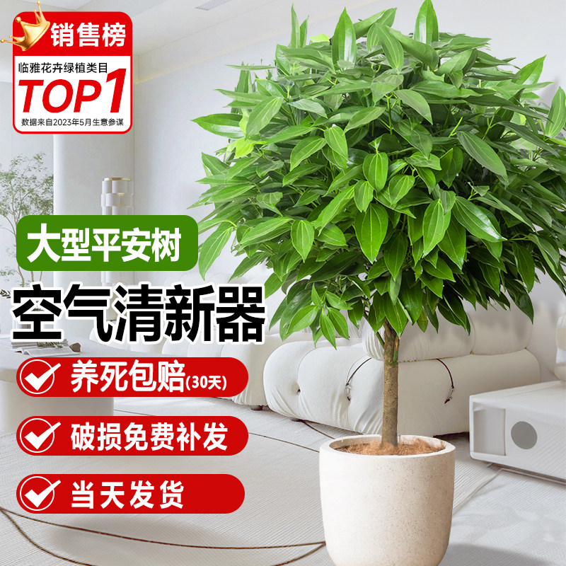 平安树客厅盆栽大型绿植新房吸甲醛植物办公室好养室内四季幸福树