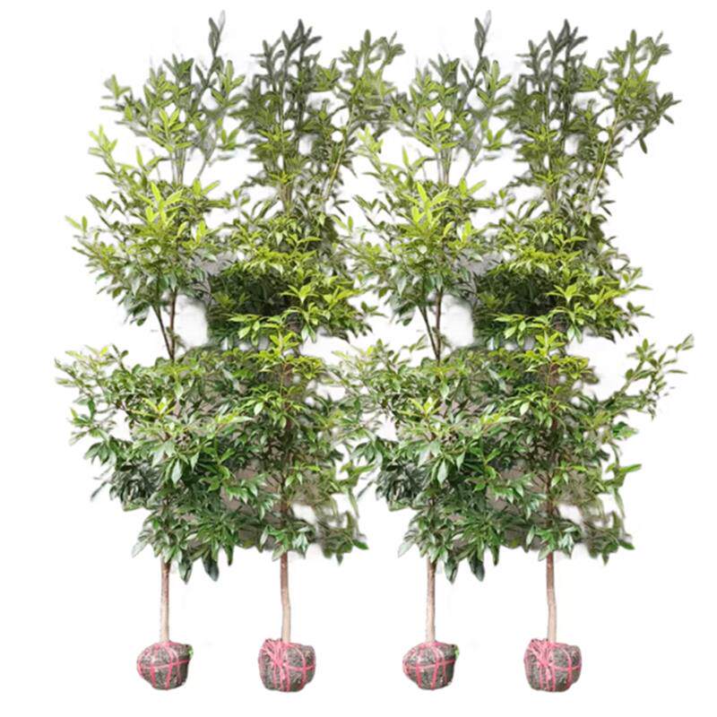 金丝楠木树苗正宗海南黄花梨小叶紫檀奇楠树苗沉香盆景大树苗名贵