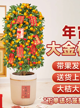 金桔树盆栽带果客厅绿植室内大型植物桔子橘子树苗花卉年桔桔树