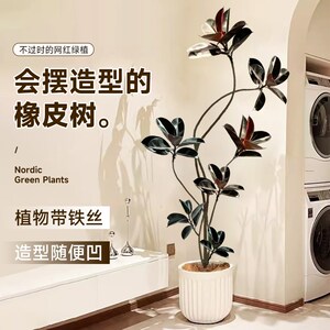 橡皮树黑金刚客厅大盆栽绿植室内客厅办公室大型植物旺宅真花禄植