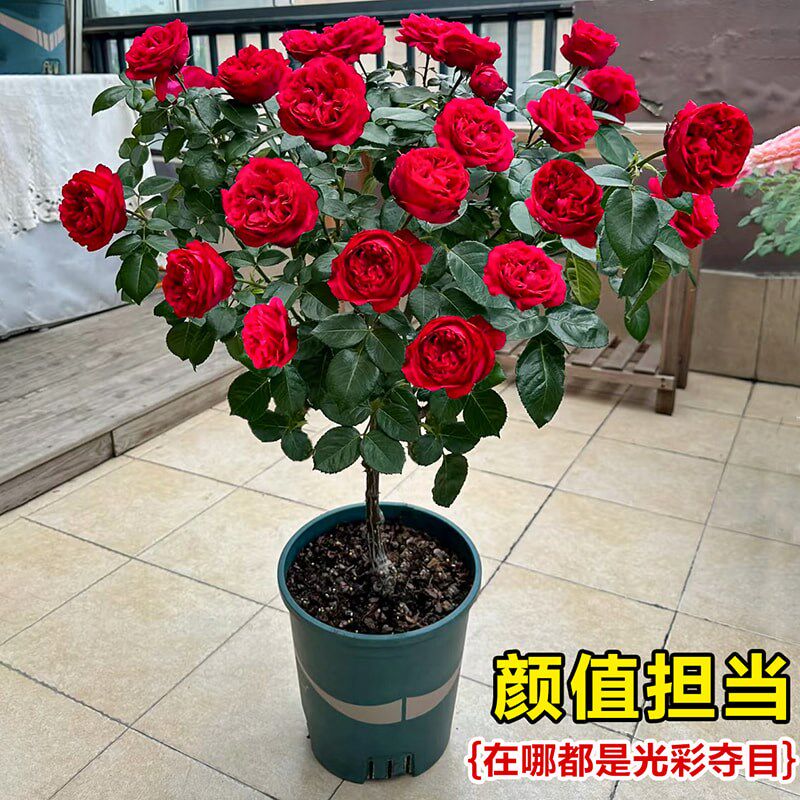 棒棒糖月季花苗四季开花老桩树桩玫瑰花盆栽果汁阳台庭院花卉绿植