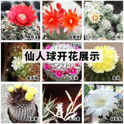 多肉植物仙人球小盆栽仙人指肉肉办公桌面摆件室内仙人掌组合盆栽