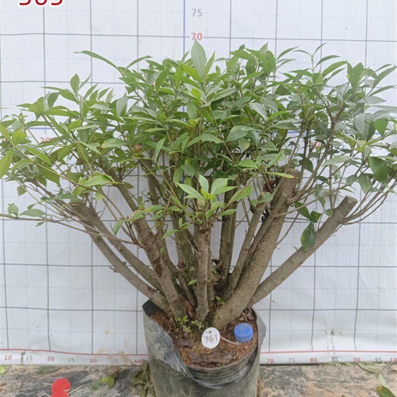 栀子花树苗老桩古桩熟桩庭院阳台室内花卉绿植盆栽四季常青浓香型