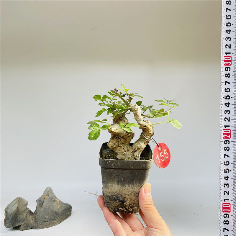 矮霸对节白蜡微型盆景小苗素材新手练手桩一物一拍植物老熟桩双杆