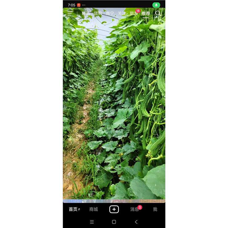 瓜棚管架毛节瓜苦瓜丝瓜豆角爬藤架菜园拱棚架花圃拱形架暖棚支架