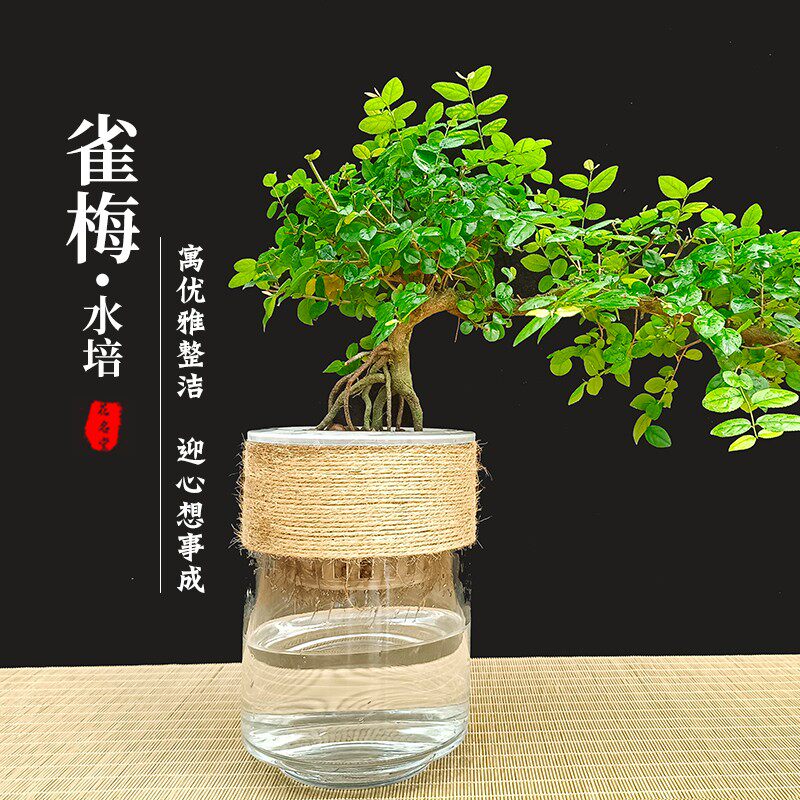 水培绿植物小叶雀梅盆景树桩造型老桩室内桌面水养小盆栽四季常青