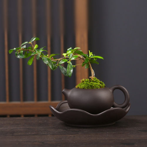 懒人花盆自动吸水盆器陶瓷茶壶福建茶绿植紫砂盆景盆创意个性组合