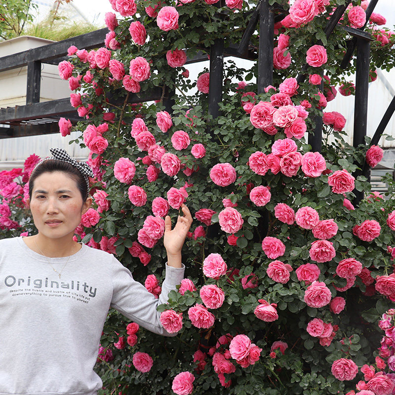 藤本月季花苗特大花浓香型四季开花不断庭院阳台爬藤植物蔷薇花苗