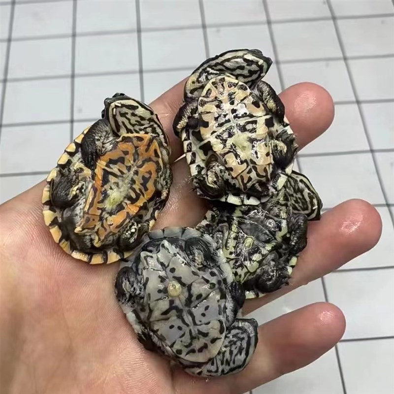 花面蟾头龟希拉里龟深水鱼观赏宠物龟可爱呆萌侧颈龟可拍视频挑选
