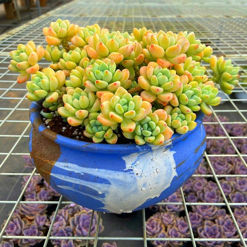 超大颗罗琦劳尔老桩多肉植物 带盆栽好阳台室外精品盆栽大颗超值