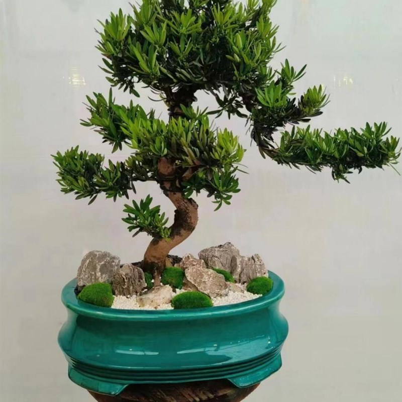 罗汉松老桩大型盆景造型树迎客松室内盆栽绿植雀舌罗汉松球形盆栽