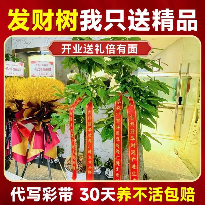 发财树客厅盆栽大大盆栽植物大型植物阳台玄关室内易活招财树高端
