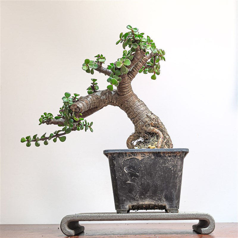 多肉植物金枝玉叶老桩大树型造型盆景一物一拍掌上精品艺术盆栽
