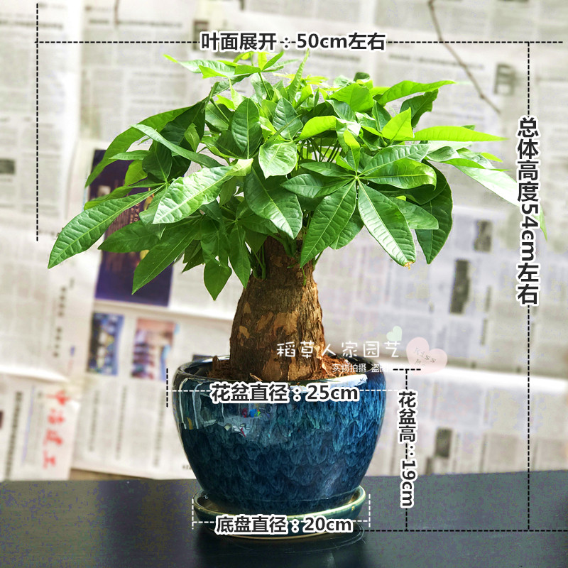 发财树盆栽室内盆景四季常青绿植防辐射净化空气招财树
