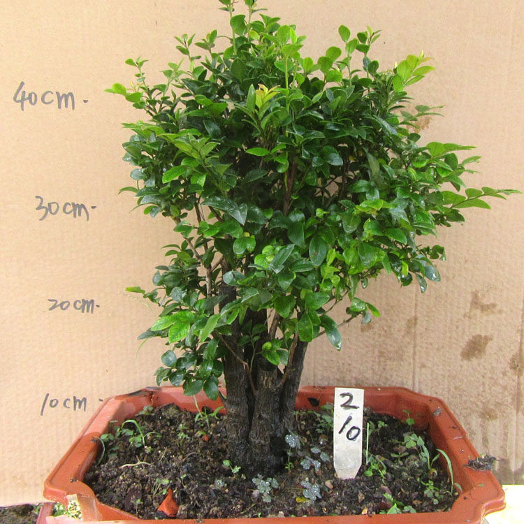 小叶檀香紫檀盆景树桩室内窗台绿植盆栽四季常青植物黑骨茶黑檀木