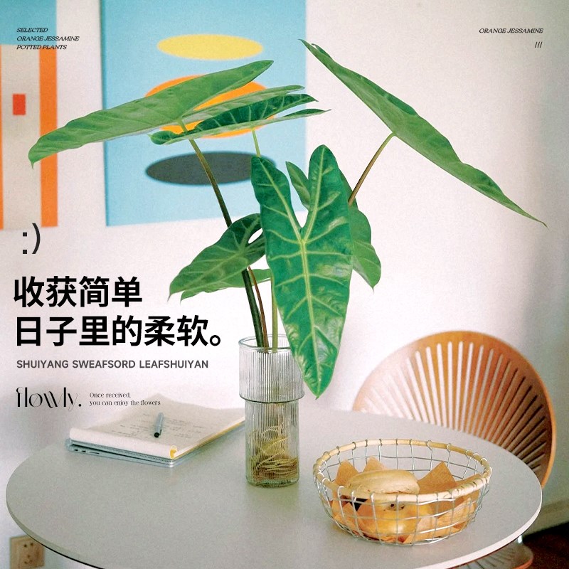银脉箭叶海芋水培植物剑叶海芋热植室内好养四季懒人水养绿植客厅