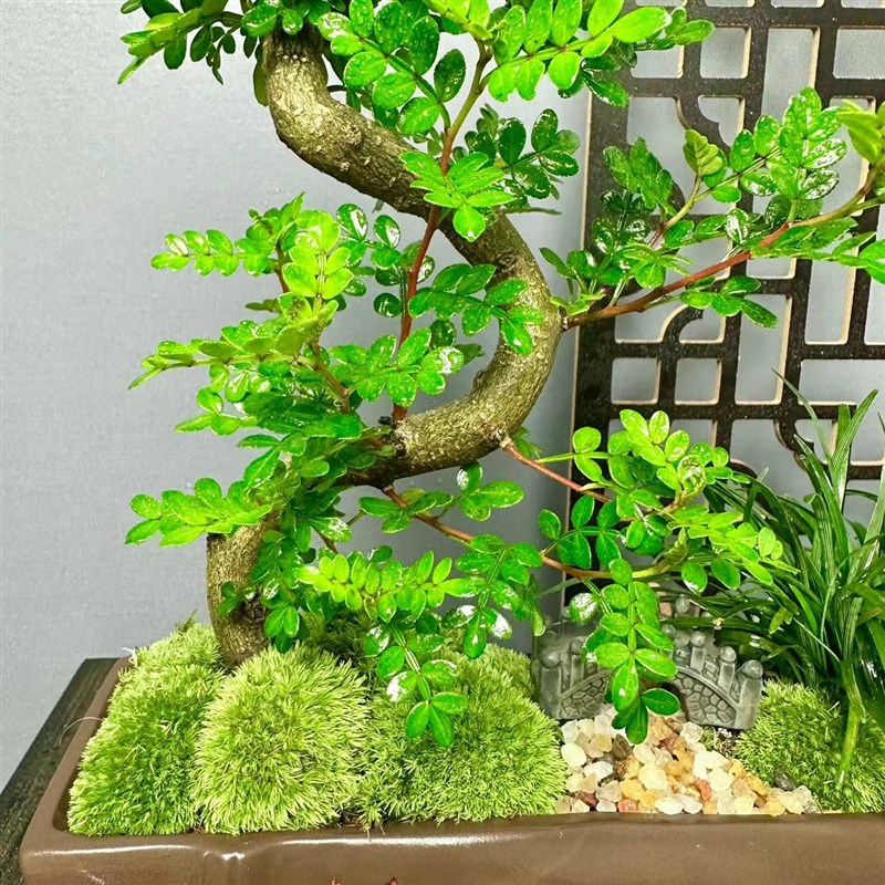 【老桩清香胡椒木】盆景室内好养盆栽绿植美观茶室客厅阳台