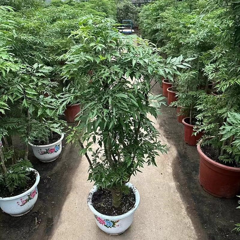 福禄桐盆栽羽叶金钱兜客厅四季常青大型老桩绿植盆景招财乔迁植物
