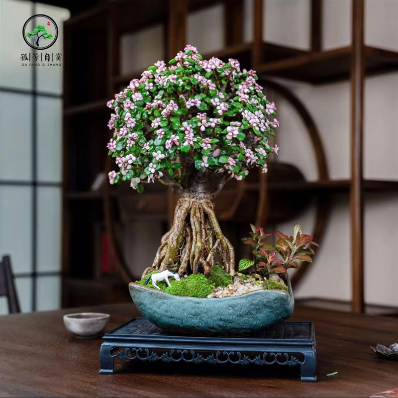 金枝玉叶老桩盆栽多肉植物室内茶桌绿植盆景造型花卉植物桌面摆件