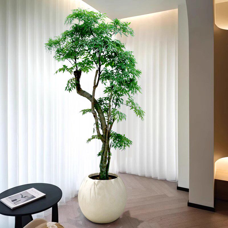 福禄桐盆栽大型绿植室内客厅落地大号植物羽圆叶禄植好养轻奢造型