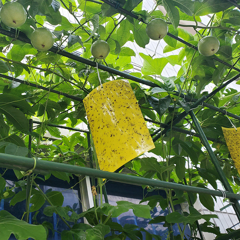 包塑管爬藤支架支柱杆豆角黄瓜搭架植物固定DIY支撑杆月季花支架