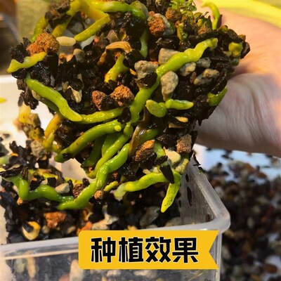 国兰蝴蝶兰专用腐熟树皮兰花石火山植金石智力水苔混合兰花土