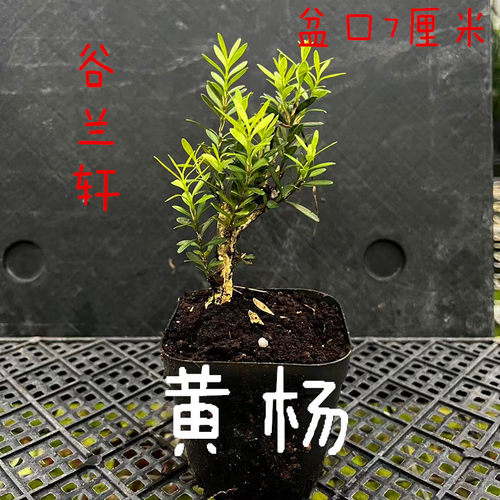 雀舌小叶皱皮姬黄杨盆栽 室内微型掌上盆景 四季常青办公室绿植