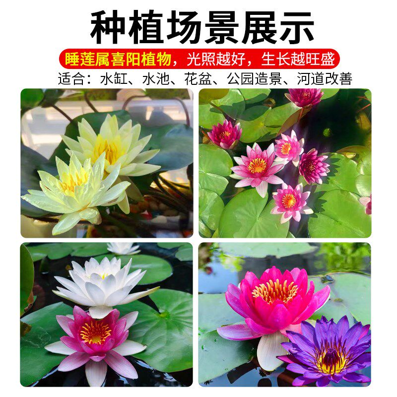 睡莲水培植物四季水养荷花水莲花盆栽花卉水池塘大睡莲根块带花苞