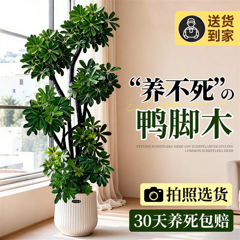 大型绿植造型鸭脚木客厅大盆栽鸭掌木鹅掌柴室内落地四季常青植物