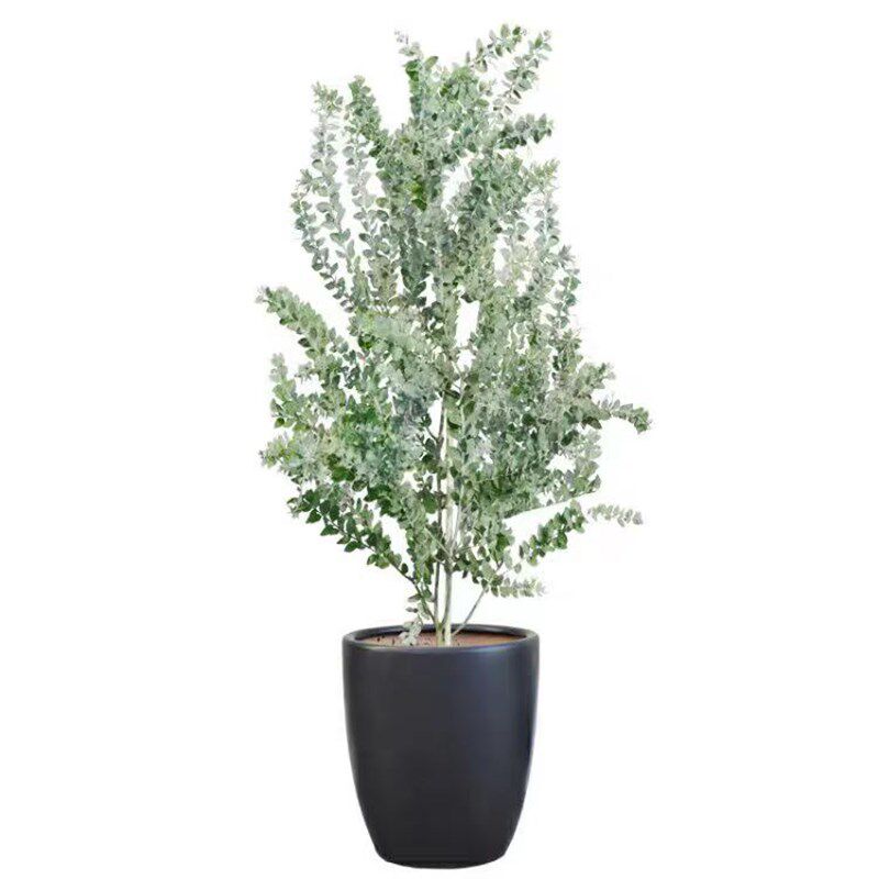 银叶金合欢树苗庭院花园别墅大型造景开花卉绿植室内四季好养盆栽