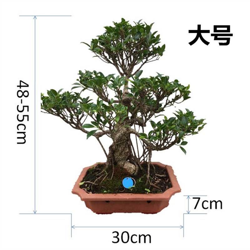 气根榕树盆景树桩台湾榕虎皮榕盆栽植物老桩绿植一物一拍送礼佳品