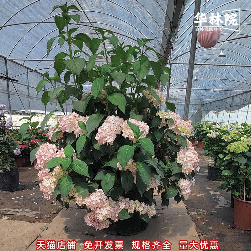 精品绣球花盆栽无尽夏圆锥绣球花苗老桩花卉阳台庭院别墅花园植物