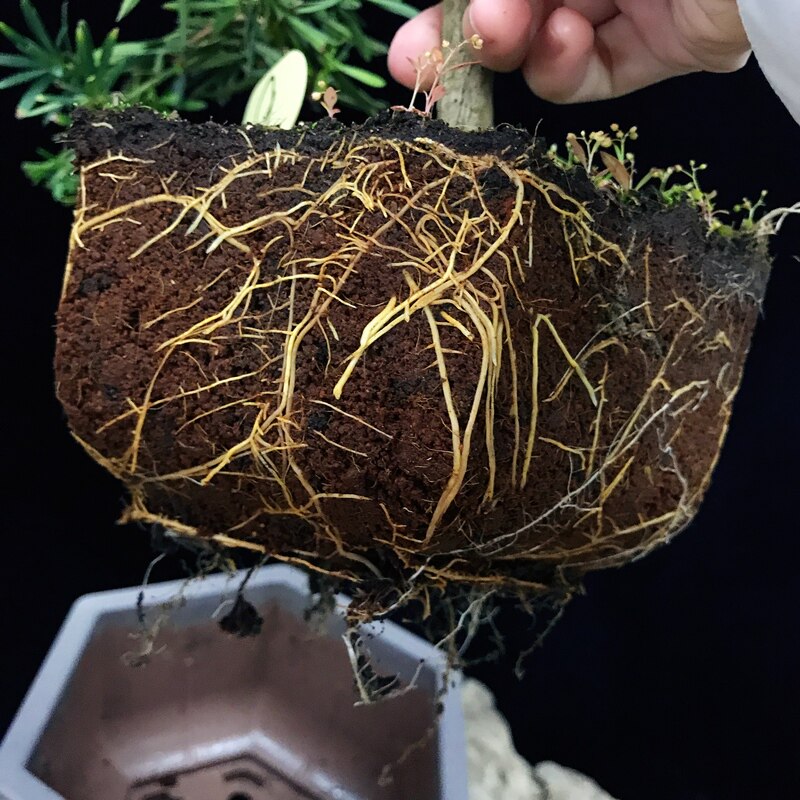 特价小叶罗汉松盆景树桩小盆栽植物迎客松室内办公桌绿植一物一拍