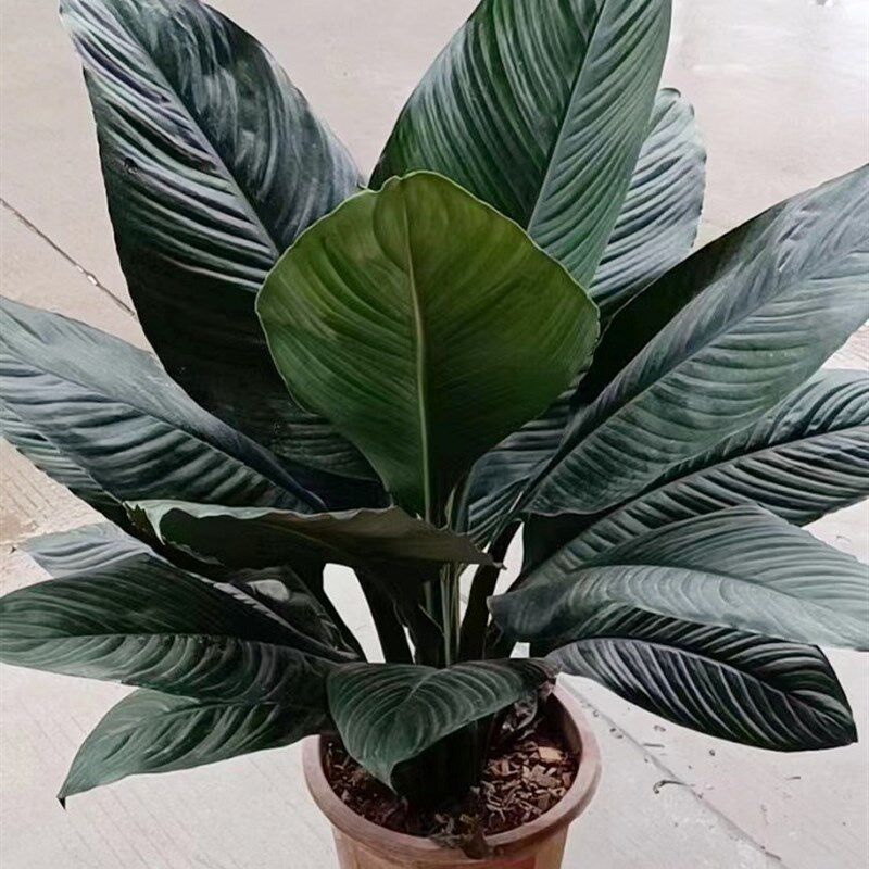 绿巨人盆栽室内客厅大型植物万年青大叶白掌吸甲醛绿植办公室盆景