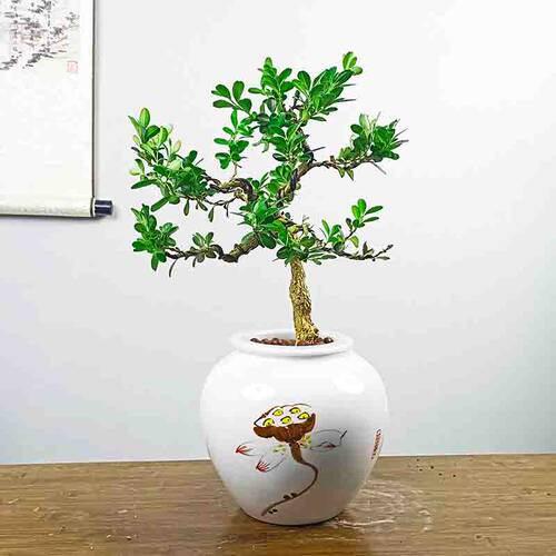 水培黄杨小盆栽绿植物南通雀舌老桩盆景水养办公室内桌面四季常青