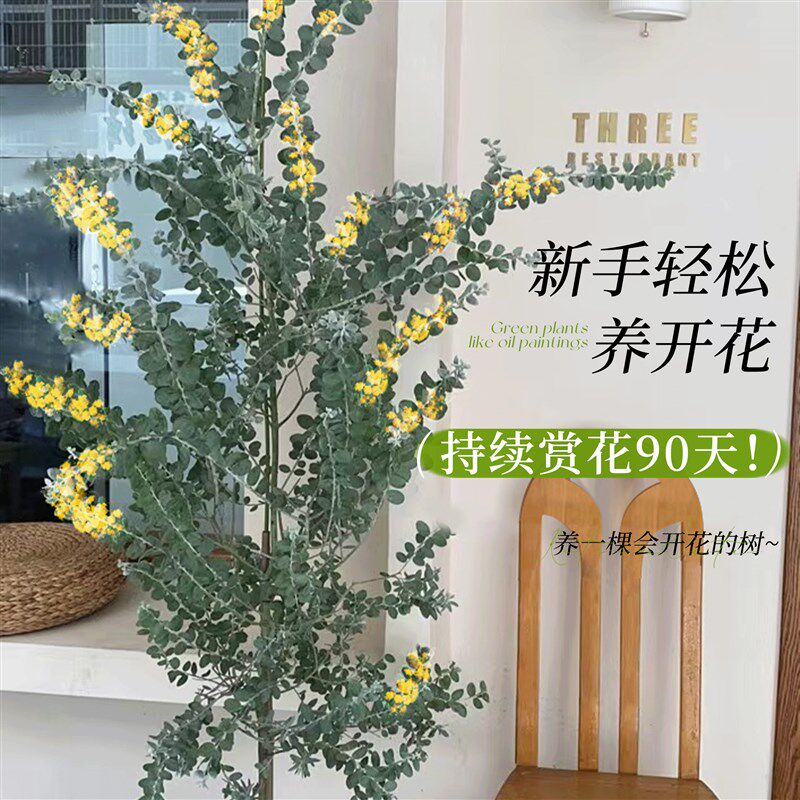 银叶金合欢盆栽大型绿植室内阳台客厅名贵树苗盆景别墅庭院好养活
