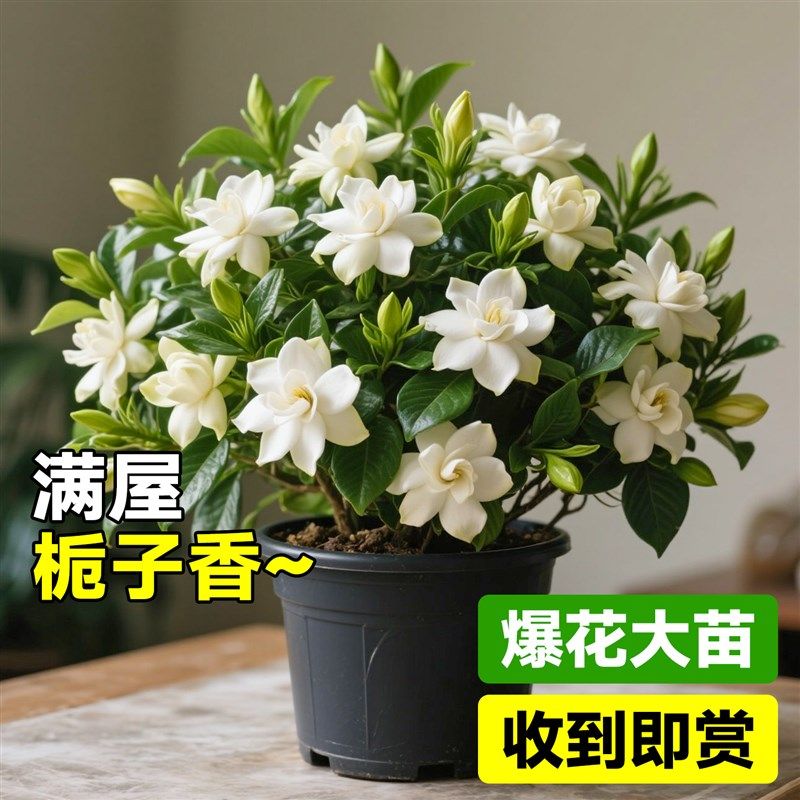 精品栀子花盆栽四季开花特大号带花苞浓香型大叶树苗独杆老桩大树