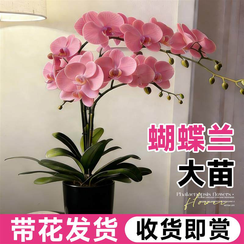 蝴蝶兰盆栽带花苞特大号双剑兰花花苗室内客厅四季花卉绿植物开花