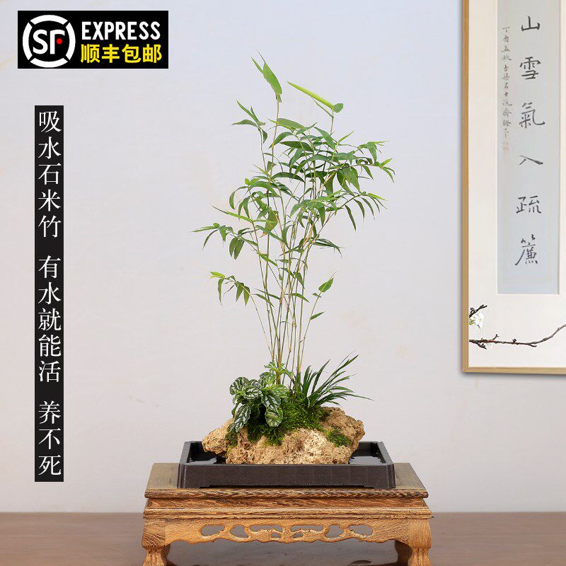 吸水石米竹盆栽上水石附石菖蒲微景观办公室桌面绿植水培植物盆景