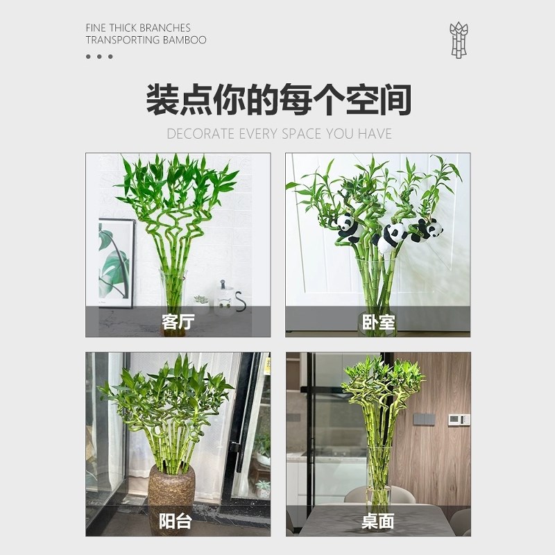 转运竹水养带根观音富贵竹室内四季好养水培节节高客厅招财绿植物