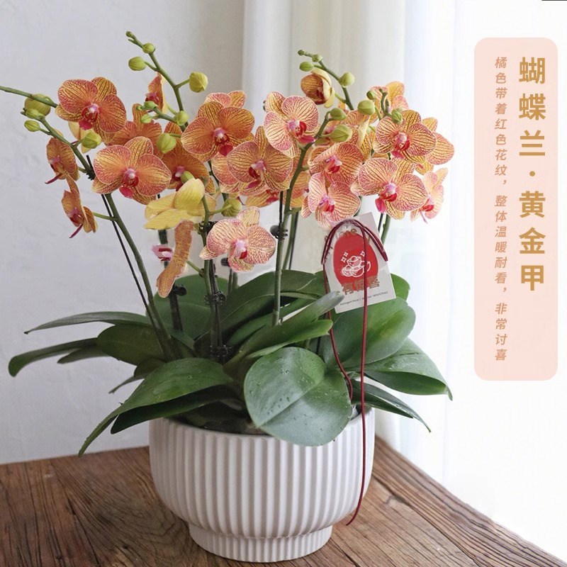 蝴蝶兰盆栽带真鲜花速递同城北京上海乔迁开业生日花卉全国配送店