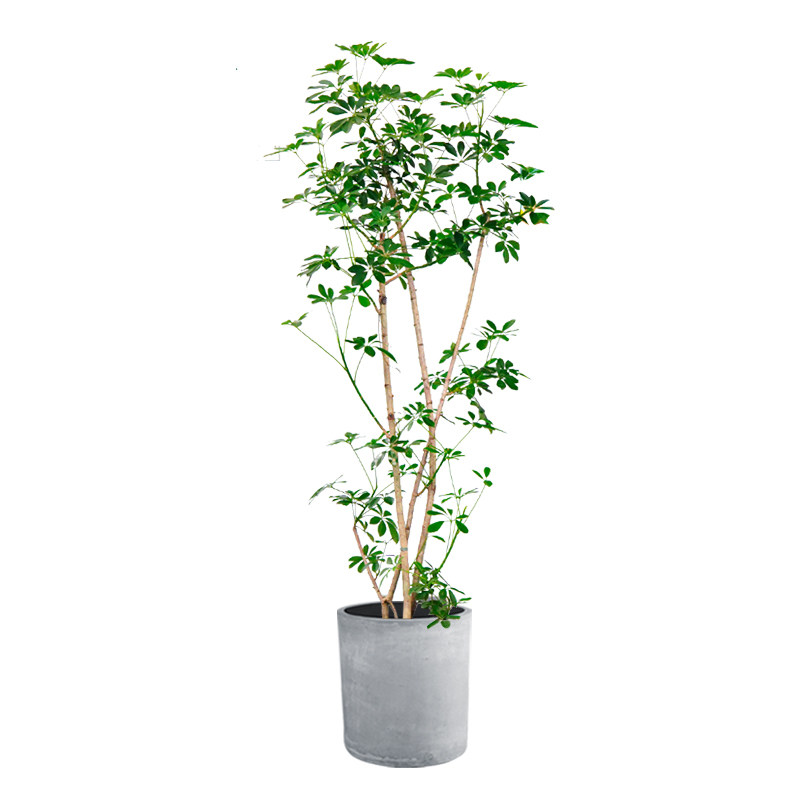 造型鸭掌木大型室内绿植盆栽鸭脚木办公室内客厅植物花卉阳台上海