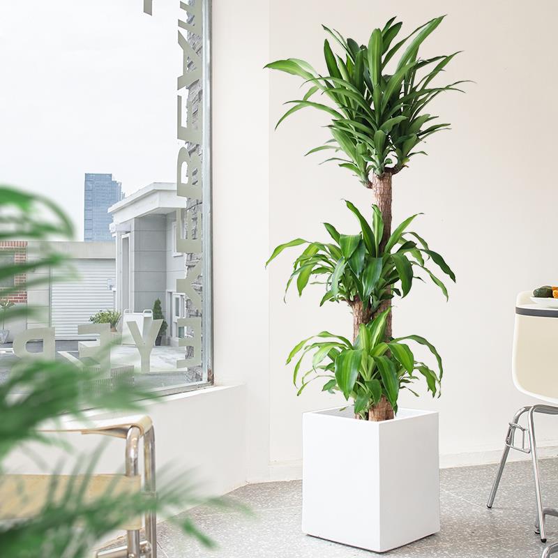 巴西木盆栽大型绿植办公室内客厅北欧花卉乔迁开业盆景植物幸运木