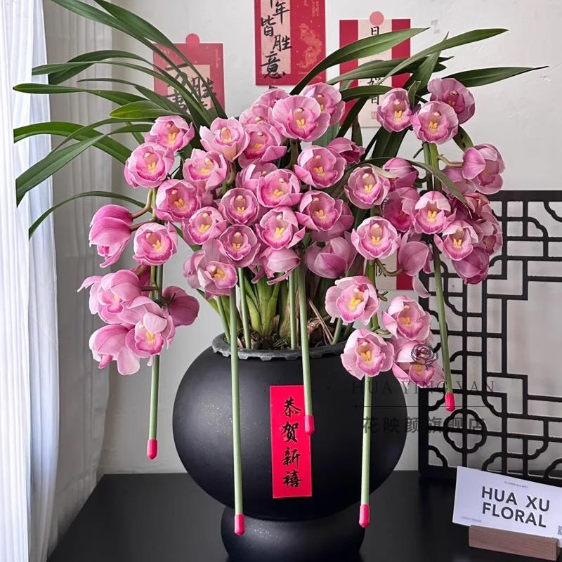 鲜花速递同城新年年宵花蝴蝶兰盆栽真花成品杭州开业乔迁配送门店