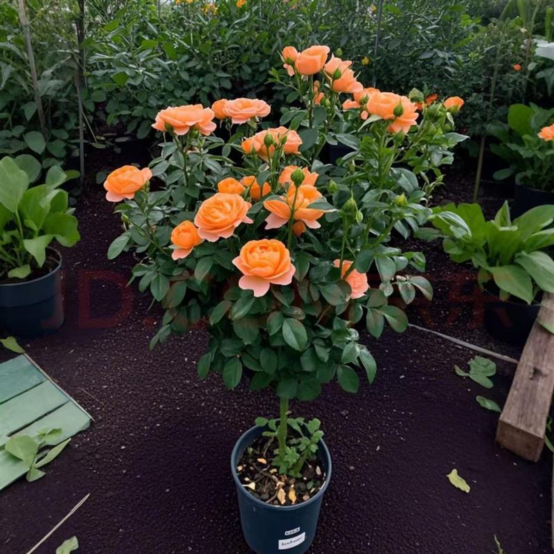 棒棒糖月季花苗带花苞大花浓香阳台庭院盆栽地栽树桩玫瑰花苗花卉